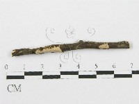 筍殼菌屬藏品圖，第1張