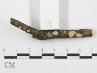 筍殼菌屬藏品圖，第4張