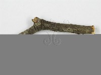 筍殼菌屬藏品圖，第5張