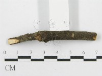 筍殼菌屬藏品圖，第6張