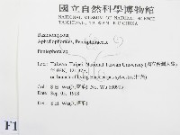 筍殼菌屬藏品圖，第2張