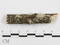 筍殼菌屬藏品圖，第3張