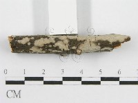 筍殼菌屬藏品圖，第4張