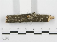 筍殼菌屬藏品圖，第5張