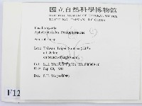 筍殼菌屬藏品圖，第2張