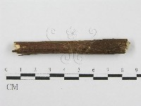 筍殼菌屬藏品圖，第1張