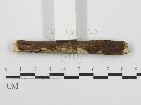 筍殼菌屬藏品圖，第3張
