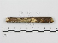 筍殼菌屬藏品圖，第4張