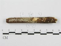 筍殼菌屬藏品圖，第5張