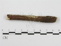 筍殼菌屬藏品圖，第6張