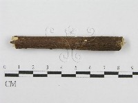 筍殼菌屬藏品圖，第7張