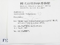 筍殼菌屬藏品圖，第2張