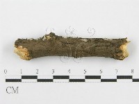 筍殼菌屬藏品圖，第1張