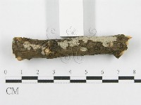 筍殼菌屬藏品圖，第3張