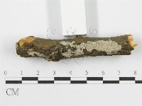 筍殼菌屬藏品圖，第4張