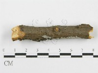 筍殼菌屬藏品圖，第5張