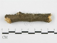 筍殼菌屬藏品圖，第7張
