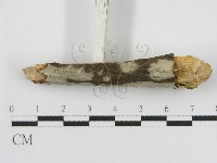 登錄號:F0012809藏品圖，第4張