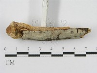 登錄號:F0012809藏品圖，第5張