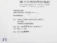 筍殼菌屬藏品圖，第2張