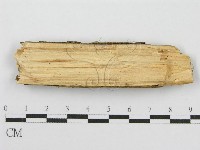 筍殼菌屬藏品圖，第3張
