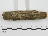 筍殼菌屬藏品圖，第4張