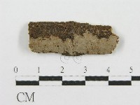 筍殼菌屬藏品圖，第1張