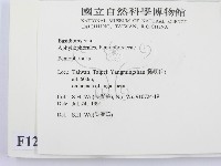 筍殼菌屬藏品圖，第2張
