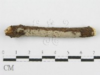 筍殼菌屬藏品圖，第3張