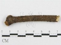 筍殼菌屬藏品圖，第4張
