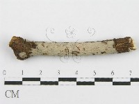 筍殼菌屬藏品圖，第5張