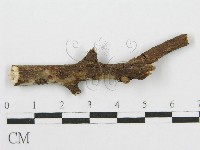 筍殼菌屬藏品圖，第3張