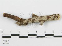 筍殼菌屬藏品圖，第4張
