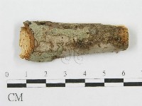 筍殼菌屬藏品圖，第1張