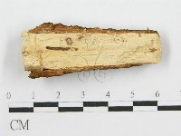 筍殼菌屬藏品圖，第3張