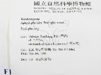筍殼菌屬藏品圖，第2張