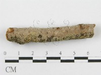 筍殼菌屬藏品圖，第1張
