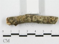 筍殼菌屬藏品圖，第3張