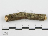 筍殼菌屬藏品圖，第4張