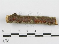 筍殼菌屬藏品圖，第5張