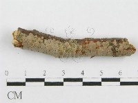 筍殼菌屬藏品圖，第6張