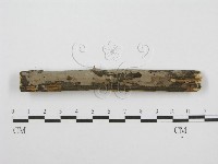 筍殼菌屬藏品圖，第1張