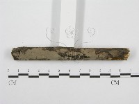 筍殼菌屬藏品圖，第3張