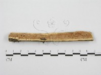 筍殼菌屬藏品圖，第4張