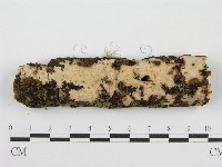 筍殼菌屬藏品圖，第1張