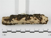 筍殼菌屬藏品圖，第3張