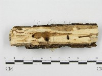 筍殼菌屬藏品圖，第4張