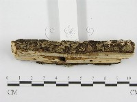 筍殼菌屬藏品圖，第5張