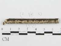 筍殼菌屬藏品圖，第1張