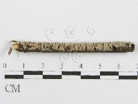 筍殼菌屬藏品圖，第3張